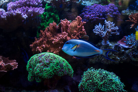 Peixe azul com manchas amarelas nadando entre corais coloridos no fundo do mar. 