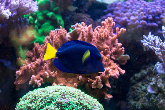 Peixe de cores azul e amarelo nadando no meio de corais. 
