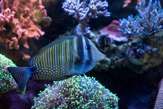 Peixe com listas de cor azul e pintas de cor amarela nadando entre corais. 
