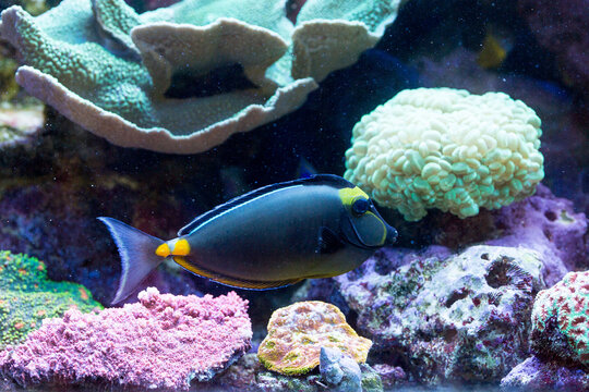 Peixe azul com manchas amarelas nadando entre corais. 