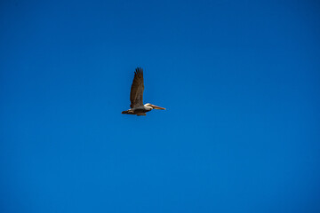 Pelicans in Flight and perched on Pier Post