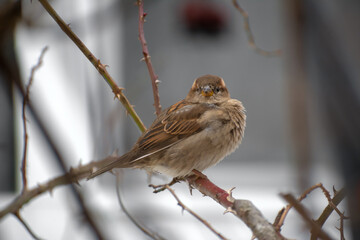 Detailed close-up of a sparrow sitting on a branch and looking directly into the camera
