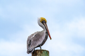 Pelicans in Flight and perched on Pier Post