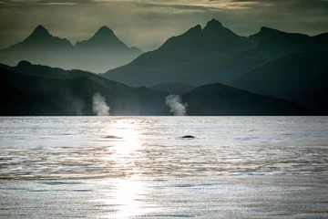 Fotobehang Two fin whales spouting off mountainous East Greenland coast. © Annee
