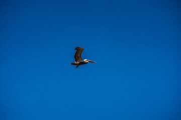 Pelicans in Flight and perched on Pier Post