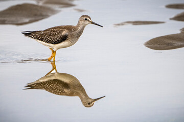Lesser Yellowlegs hunting for food on the shoreline of the Gulf of St. Lawrence in Canada.
