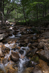 View of the rocky stream flowing across the forest