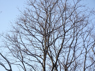 葉がおちた大きな木と青空