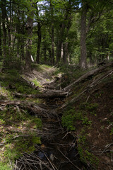 View of the rocky stream flowing across the forest