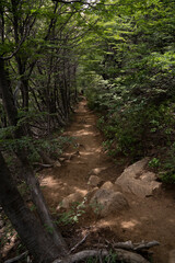 View of the hiking path in the forest.