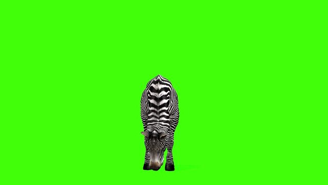 3D zebra eating grass animation on green screen, 4k Grévy's zebra eat hay render with cycle view on chroma key, African equines with distinctive black-and-white striped coats