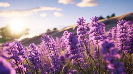 Obraz premium Lavender flowers in the mountains at sunset. Summer landscape.