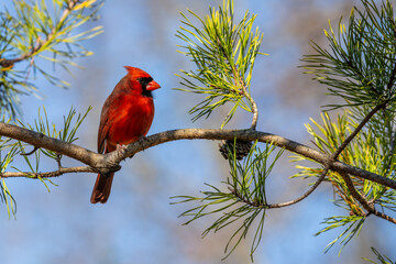 Cardinal on a branch