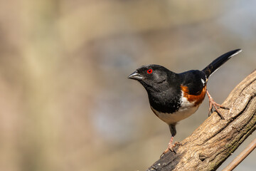 Male Eastern Towhee 