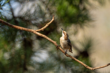 Brown-headed Nuthatch