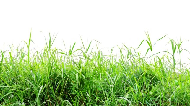 beautiful grass on white background in high resolution and high quality