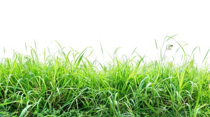Obraz premium beautiful grass on white background in high resolution and high quality. green grass concept without background