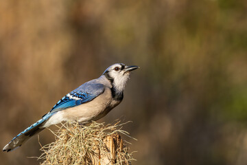 blue jay on a branch