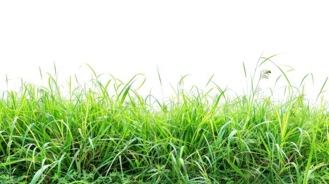 beautiful grass on white background in high resolution and high quality. green grass concept without background