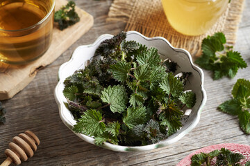 Fresh young nettle leaves collected in early spring