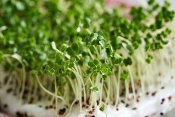 Closeup of fresh broccoli sprouts or microgreens