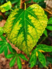 Green leaf is about to turning into yellow leaf