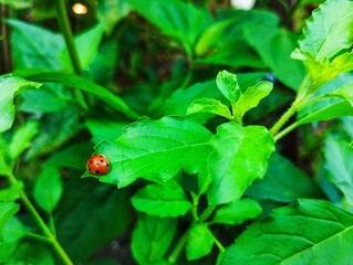 Ladybug sitting on a green leaf 