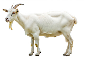 This is a close-up portrait of a majestic white goat. The goat has dark facial features and curved horns against a clean background.
