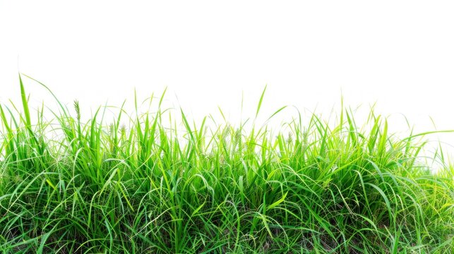 green grass on white background