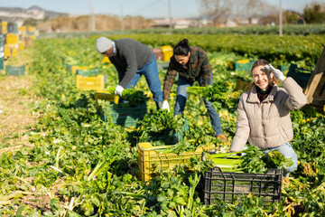 Young caucasian woman squatting at crates full of celery, looking at camera and smiling, during crop harvesting on plantation.