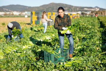 Woman engaged in cultivation of organic vegetables, arranging crop of ripe celery in boxes on...