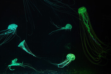 Atlantic sea nettle, Chrysaora quinquecirrha, East Cost sea nettle. Group of fluorescent jellyfish...
