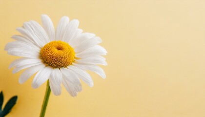 Beautiful chamomile daisy flower on neutral yellow background. Minimalist floral concept with copy space. Creative still life summer, spring background 