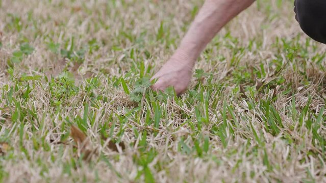 woman pulling weeds growing in the lawn
