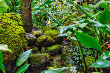 Fototapeta premium 苔