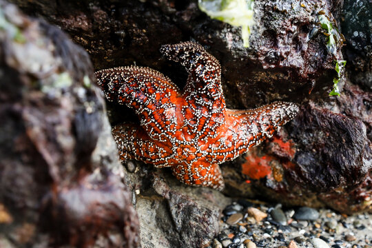 Colorful starfish in tide pools along the Oregon Coast in Lincoln City Oregon.   
