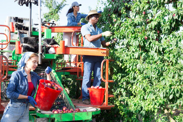 Multiracial group of garden workers gathering in crops of plums on modern harvesting machine