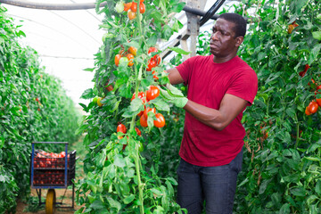 Fototapeta na wymiar Experienced aframerican farm worker gathering crop of organic tomatoes grown in hothouse. Summer harvest time