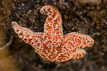 Colorful starfish in tide pools along the Oregon Coast in Lincoln City Oregon.   