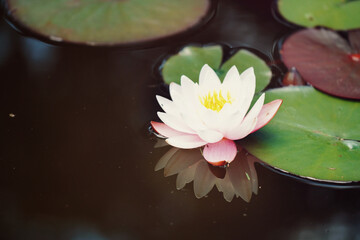 pink water lilly with reflection