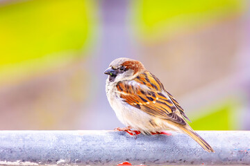 Very detailed close-up of a wild sparrow in the city