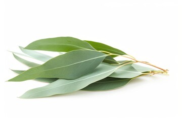 Isolated eucalyptus leaves on white