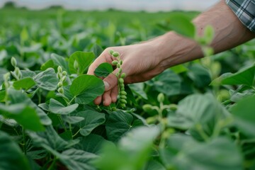 Male hand touching soybean plant leaf in cultivated field for growth control