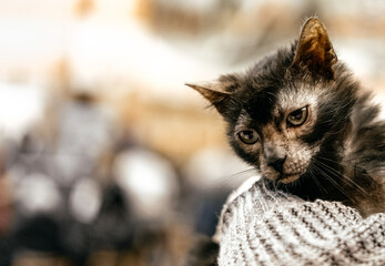 Young Lykoi cat. Close up. 