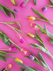 Composition of colorful tulips on a pink background. Beautiful bouquet of spring flowers. Flat lay.