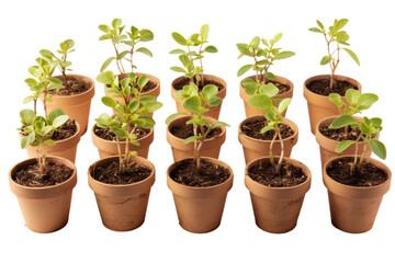 Seasonal Sprouting Seedlings Isolated on Transparent Background