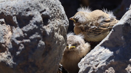 Pichones en su nido de piedras