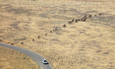 Tule Elk Crossing a Country Road with a Vehicle Waiting.