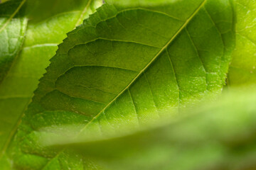 Leaf Texture, veins close-up, green leaf in nature.Background texture wallpaper. Back lit natural scene
