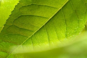 Leaf Texture, veins close-up, green leaf in nature.Background texture wallpaper. Back lit natural scene
